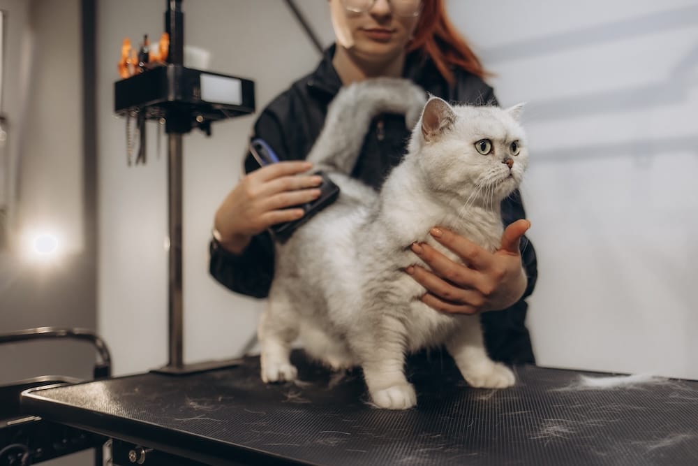 Mobile cat grooming for healthier coats.