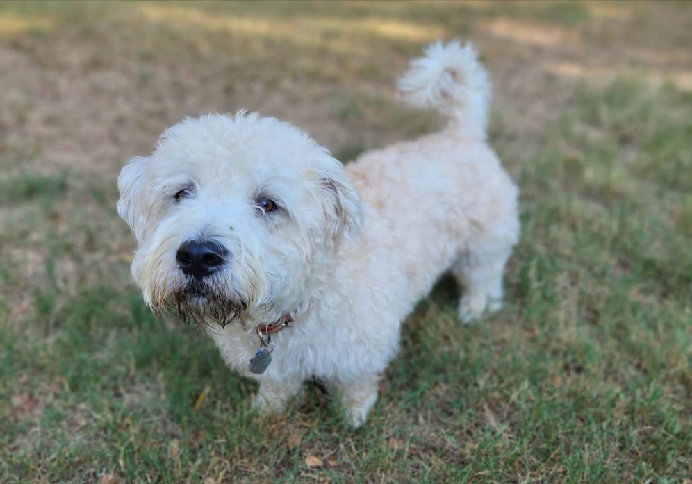 White small mixed breed dog with a dirty coat before mobile grooming.