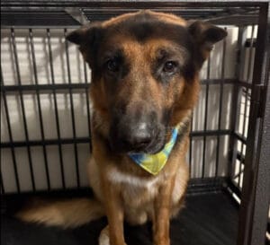 German Shepherd mix receiving calm mobile dog grooming.