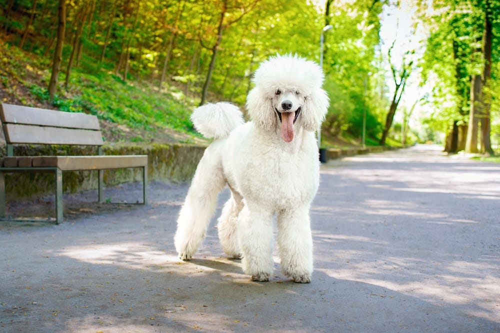 Grooming services for large dog breeds.