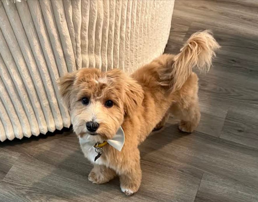 Mixed-breed dog receiving customized mobile grooming for its coat type.