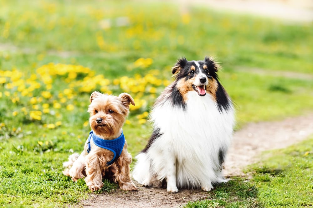Dog hair vs. dog fur grooming guide.