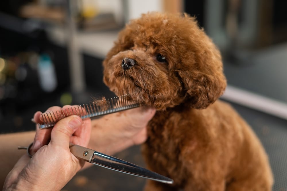 Post-dog grooming care guide.